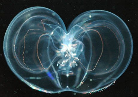 thalassocalyce-461
